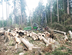 neunteufel holz wald rodung