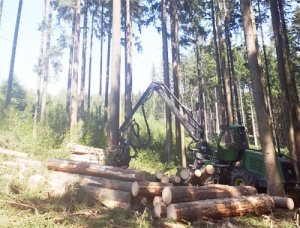 neunteufel wald holz